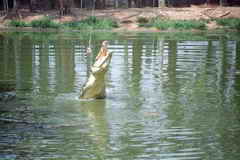 Essenszeit im Crocodylus Park